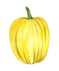 Beautiful pumpkins on an isolated white background. Watercolor illustration. Hand-drawn. Perfect for cards or posters for Thanksgiving, Halloween, Farmer's Festival.