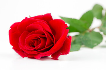 Fototapeta premium On white background red rose design, concept photo.