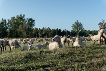 Schafherde auf grüner Wiese am frühen Morgen.