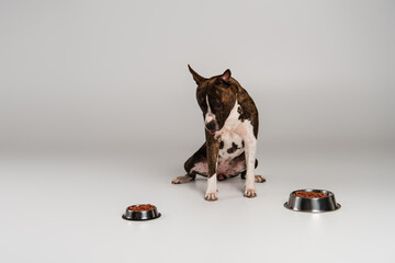 purebred staffordshire bull terrier sitting near stainless bowls with pet food on grey.