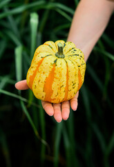 Taking yellow pumpkin outside with green grass background