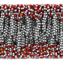 Palmitoyloleoylphosphatidylethanolamine (POPE) lipid bilayer, molecular model.