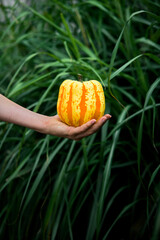 Taking yellow pumpkin outside with green grass background