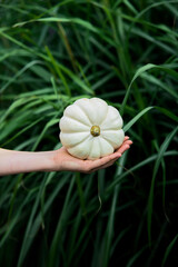 Taking pumpkin outside with green grass background