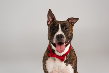 purebred staffordshire bull terrier in red bow tie isolated on grey.
