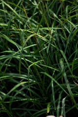 Green Grass background