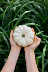 Pumpkin in the hands outside in the green grass