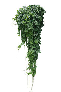 Green leaves Javanese treebine or Grape ivy (Cissus spp.) jungle vine hanging ivy plant bush