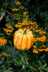 Pumpkins outside with orange berry
