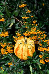 Pumpkins outside in orange berry