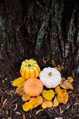 compose Pumpkins outside near the tree