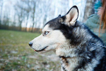Vinnytsia, Ukraine. April 15, 2022. A dog's strong look at a girl in the forest. Husky blue eyes