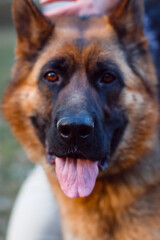 Focus on the nose of the German shepherd