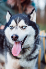 Portrait of the most beautiful husky dog