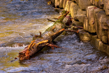 Fototapeta premium A very large dead tree has washed downstream in Sage Creek in Windsor NY during a very heavy rain storm. Swift moving flood waters left this tree high and dry when waters receded here in Upstate NY. 