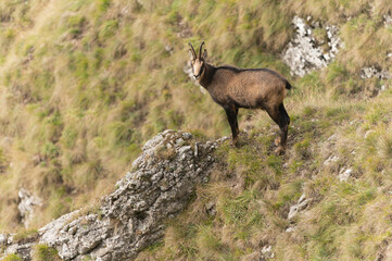Rupicapra rupicapra in mountainous areas of Romania