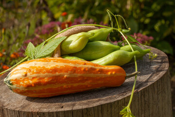 Fresh cyclanthera pedata, orange pumpkin. Wooden log. Green blurry background