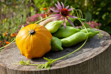 Orange pupmpkin, Cyclanthera pedata, echinacea flower. Wooden log. Blurry flower background.