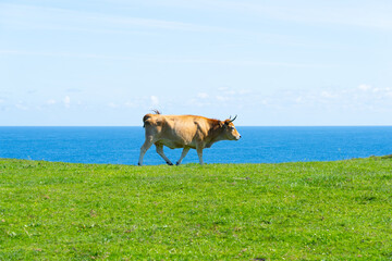 vaca pastando hierba frente al mar 