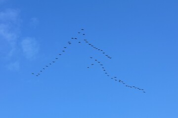 Migratory birds in V-shape on a blue sky.