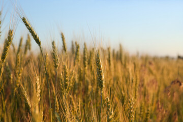 Beautiful agricultural field with ripening wheat, closeup