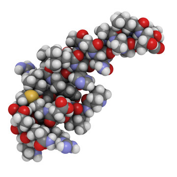 Orexin-A (hypocretin-1) neuropeptide molecule, chemical structure