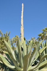 Big cactus in Marbella, Spain - 534019328