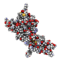 Nerve growth factor (NGF) protein molecule, chemical structure.