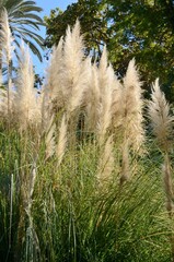 Pampa grass in Marbella, Spain - 534019357