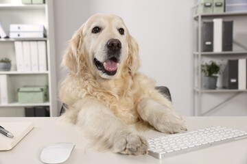 Cute retriever sitting at workplace in office. Working atmosphere - obrazy, fototapety, plakaty