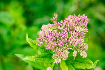 Hemp-agrimony or holy rope (eupatorium cannabinum) plant in Europe