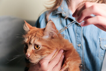 Veterinarian put drops into eyes, ears, nose of cat. Face of a cat, hands and a drop of medicine are depicted. Diseases of cats and their treatment.