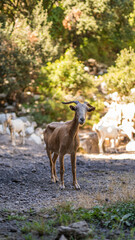 Brown Saanen goat staring at the camera in the mountain