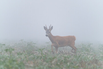 The behavior of the roe deer with interesting poses