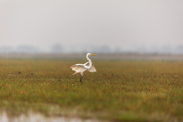 Intermediate egret (Ardea intermedia) at Manglajodi, Odisha