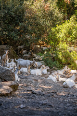 herd of goats resting free on the mountain