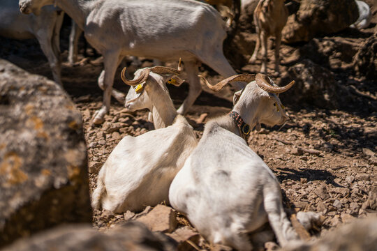 Two goats side by side resting on the grownd on nature from backwards
