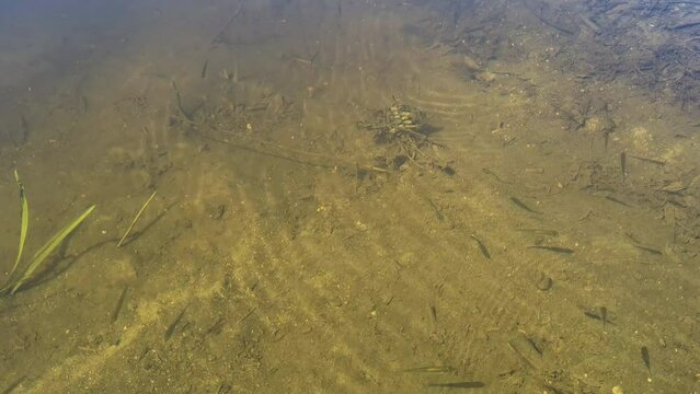A flock of fry in the transparent water, young fish in the river at sunny day