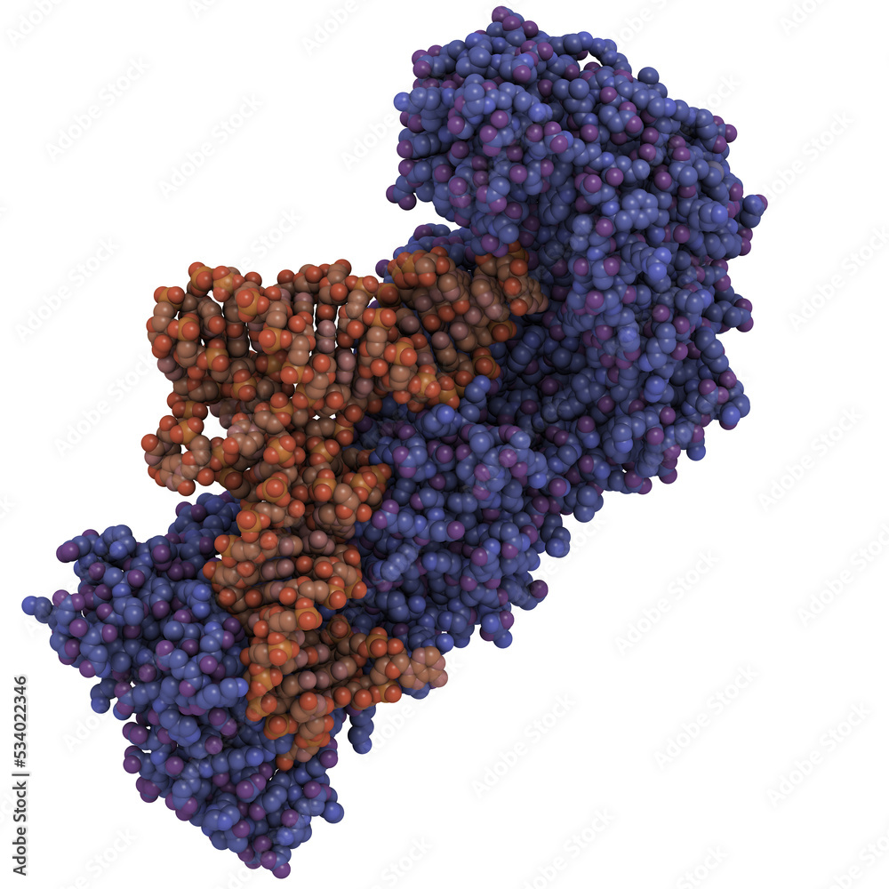 Poster Aminoacyl-tRNA synthetase (aaRS, blue shaded) bound to transfer RNA (tRNA, red shaded). AaRS play a critical role in translating genomic information into functional proteins.