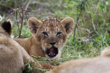 Lion cub yawning and frowning closeup