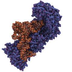 Aminoacyl-tRNA synthetase (aaRS, blue shaded) bound to transfer RNA (tRNA, red shaded). AaRS play a critical role in translating genomic information into functional proteins.