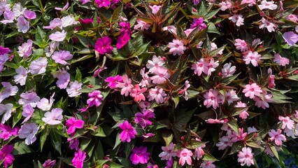 Tropical plant with purple pink flowers, new guinea impatiens - obrazy, fototapety, plakaty