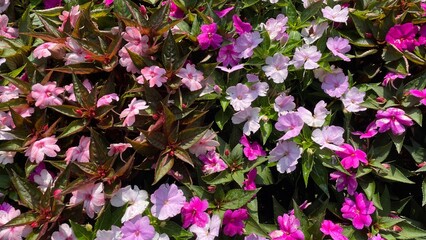 Tropical plant with purple pink flowers, new guinea impatiens