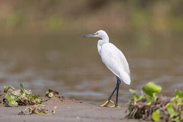 Little egret (Egretta garzetta) at Purbasthali, West Bengal, India