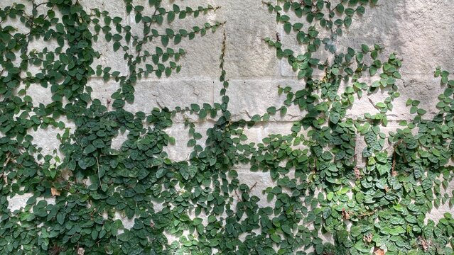 Green vine growth on a brick wall, ficus pumila