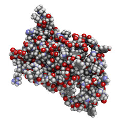 Human growth hormone (hGH, Somatotropin) molecule. Natural hormone that is used both as a drug and as a doping agent.