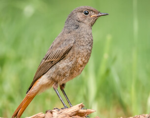 Hausrotschwanz Porträt