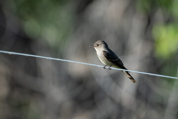 House Wren on a Wire