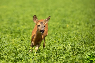Zelfklevend Fotobehang Roe deer, in the shamrock meadow. Roe deer, Capreolus capreolus, walking in the clover. © sci