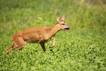 Naklejka na ściany i meble Roe deer, Capreolus capreolus, between green leaves of clover, meadow.